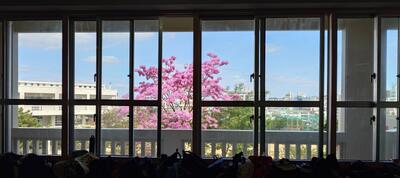 2年4組から観えるモモイロイペー